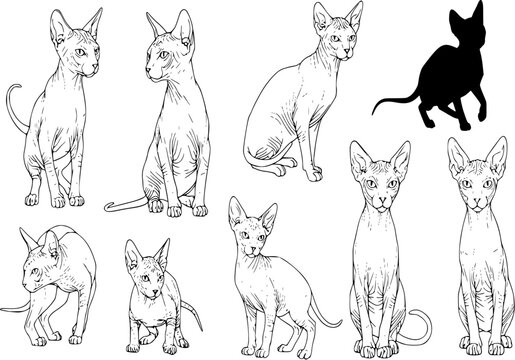 Set of silhouettes of sphynx cats vector design
