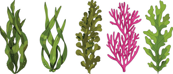 Different types of seaweed collection, marine algae variety, green and red sea plants, underwater vegetation, healthy natural food, 