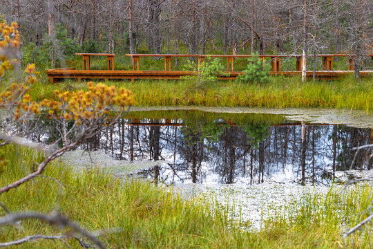 Mohos bog in Transylvania