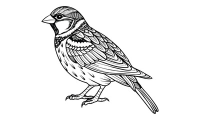 Obraz premium Decorative Sparrow vector silhouette and line art t shirt design, detailed illustration for adult coloring, meditation art therapy, stress relief drawing, and printable creative artwork.