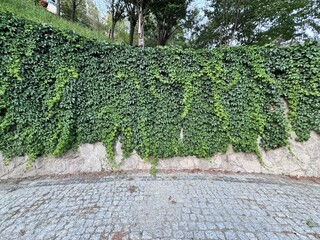 Dense ivy climbing over a stone wall, creating a natural green curtain. Decorative foliage texture with vibrant leaves and cobblestone ground, common in gardens and urban landscapes.