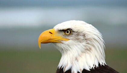 Fototapeta premium Close-up profile view of an majestic bald eagle, showcasing its sharp beak and detailed plumage against a soft, out-of-focus background.