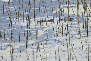 Two young nutria swimming in the lake among reeds, small nutria among reeds, brown fur of the nutria, blue lake, sunny day, and rodents in the pond, Myocastor coypus