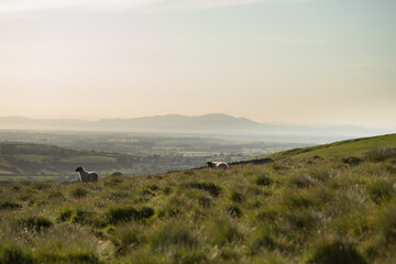 Two Sheep Standing on a Tranquil Hilltop Overlooking a Soft Hazy Valley at Sunset