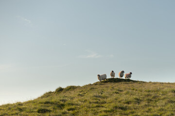 Four Sheep Standing Calmly on an Isolated Hilltop Beneath the Open Sky