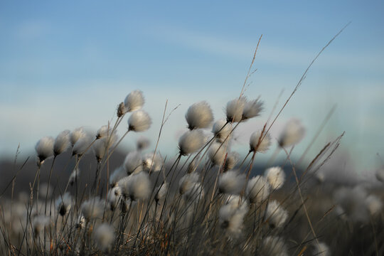 Fluffy White Seedheads Swaying Gently in the Breeze at Sunset on an Open Hilltop