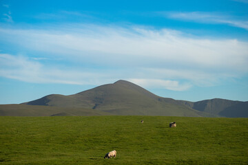 Stillness in the Meadow Beneath the Quiet Mountain