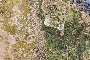Natural texture of a stone covered with lichen. Lichenes patterns on a rock surface. Natural background. Closeup top view. The nature of the Arctic. Polar region.