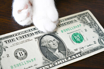 One dollar bill with cat paw. Business and finance concept.