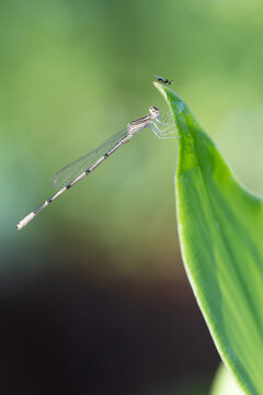 Closeup of a damselfly and a parasitoid wasp on a leaf.