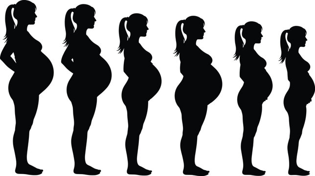 Pregnant woman silhouette stages, maternity profile vector, pregnancy progression illustration, motherhood concept, expecting mother icon, prenatal development, female body change