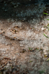 Fluffy seeds scattered on a shaded path in the sunlight during summer.