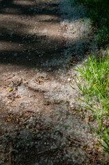 Fluffy seeds scattered on a shaded path surrounded by vibrant green grass in sunlight.