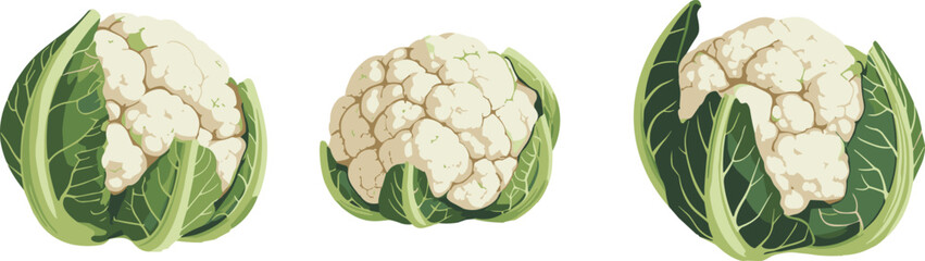 Fresh cauliflower heads with green leaves, organic vegetable illustration, healthy food concept, raw garden produce, vegan diet, vector clipart