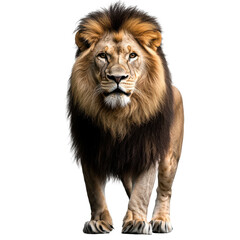Powerful Male Lion Big Cat Isolated on Transparent Background