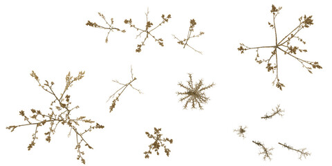 3d illustration of Aster,Amaranthus plants on transparent background from top view