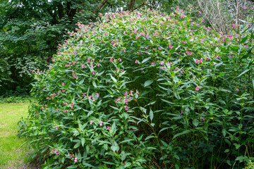 Drüsiges Springkraut