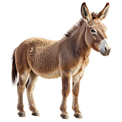 Cute Donkey Standing Alone, Isolated Farm Animal Clipart