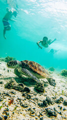 Child swimming with Sea turtle at Port Barton, Palawan, Philippines
