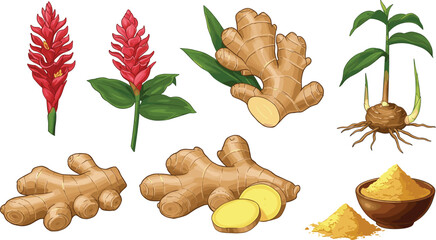 Ginger root plant, fresh sliced ginger, ginger powder in bowl, herbal spice illustration, ginger flower, organic root vegetable, botanical drawing, medicinal food concept