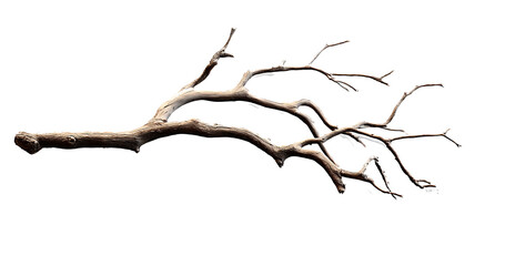 Dry branch of a tree isolated on transparent background
