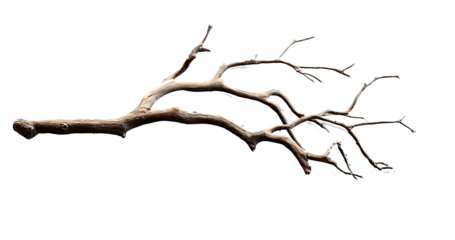Dry branch of a tree isolated on transparent background