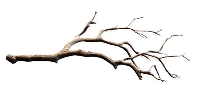 Dry branch of a tree isolated on transparent background