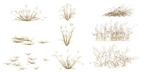 Fototapeta premium 3d illustration of Capillipedium,Dactyloctenium plants on transparent background