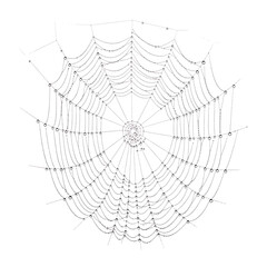 Obraz premium Delicate Spiderweb Adorned with Morning Dew Drops on a White Background