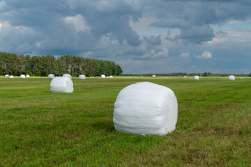 Rolled hay bales taped with a plastic film. stored on a field.