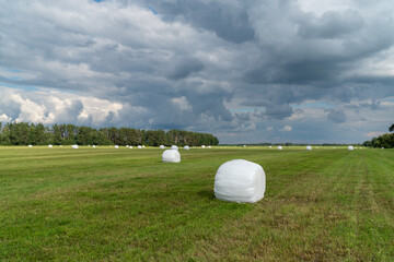 Rolled hay bales taped with a plastic film. stored on a field.