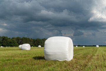 Rolled hay bales taped with a plastic film.