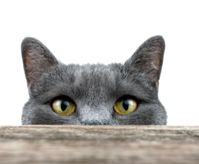 Curious cat peeking over a wooden surface in a playful pose on a transparent background, cut out