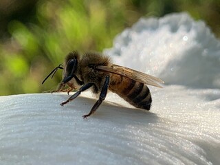 Bee on a flower in the garden. Macro photography of insects.