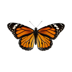 Fototapeta premium butterfly isolated on white transparent background