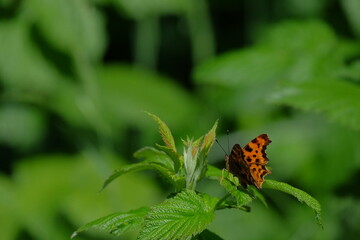 Orange butterfly perched on vibrant green leaves, showcasing intricate wing patterns and textures, surrounded by lush foliage in a natural environment