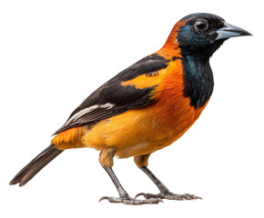 Colorful bird standing on legs against plain backdrop in nature on a transparent background, cut out