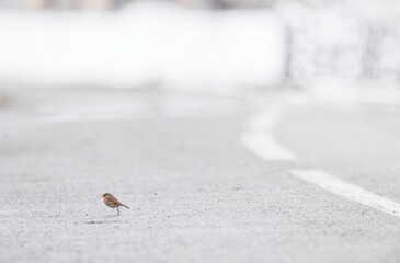 A tiny European Robin bravely hops across the stark, grey asphalt in a quiet, snowy Winter landscape, creating a moment of unexpected beauty and delicate movement