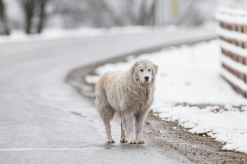 A large, white Maremma Sheepdog stands patiently in the middle of a rural road during a light...
