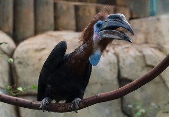 hornbill in the zoo