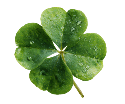 A vibrant four leaf clover covered in fresh droplets of water on a transparent background, cut out - Powered by Adobe