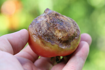 Close up photo of organic tomatoes infected by Phytophthora infestans, selective focus.