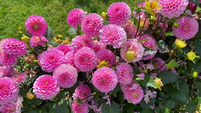 Beautiful pink pompon dahlia flowers blooming in sunny summer garden with green foliage and vibrant colors
