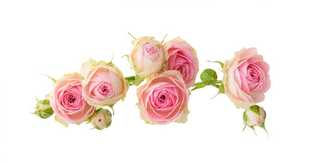 Small pink rose flowers isolated on white or transparent background