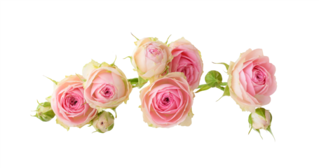 Small pink rose flowers isolated on white or transparent background
