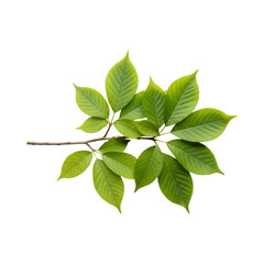 Obraz premium fresh green leaves transparent background