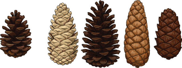 Pine cones collection illustration, different types of brown pinecones, forest seed elements, natural botanical design, conifer cone drawing, woodland decoration, seasonal nature clipart