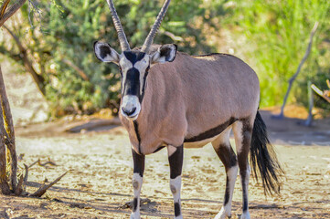 African Gemsbock, within the antelope family with two impressive long spiraling horns