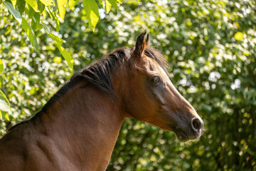 Elegant Thoroughbred horse portrait outdoors in summer nature