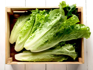 Fresh lettuce i wooden box. Delicate young leaves curling into heads.